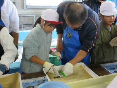 稚魚に目印の取付け１